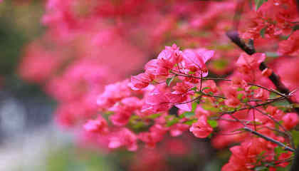 從紅火市花到精神象征 解碼深圳與簕杜鵑的不解之緣