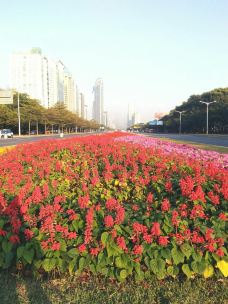 深圳國(guó)際園林花卉博覽園 都市綠洲的四季畫卷