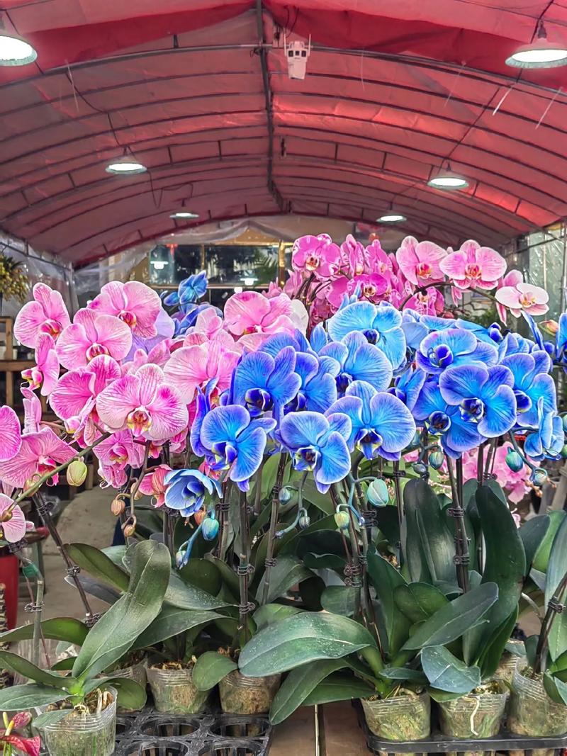花開(kāi)富貴好運(yùn)來(lái) 八卦嶺春節(jié)花卉市場(chǎng)，奏響新春序曲