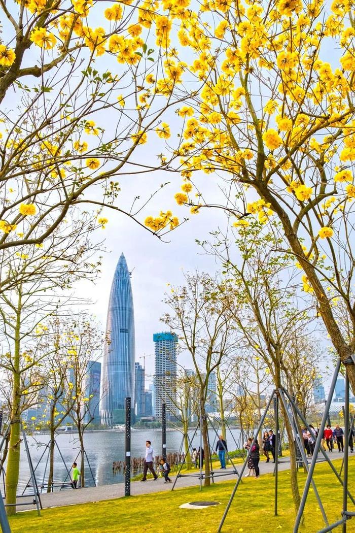 百花爭(zhēng)艷，醉美鵬城春色——深圳春日花卉云賞指南