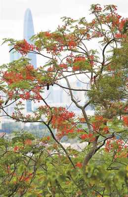 火紅鳳凰，怒放深圳——鵬城花卉的詩(shī)意棲居