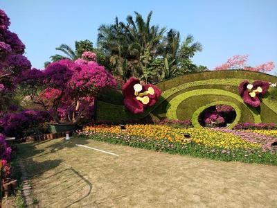 深圳花卉 揭開市花背后的故事與城市花韻