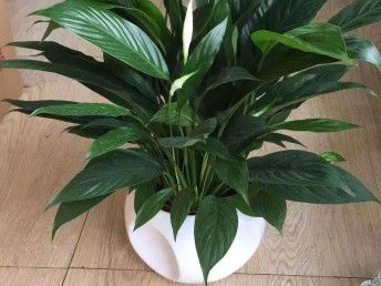深圳綠植租賃與花卉服務(wù) 美化生活與空間的藝術(shù)