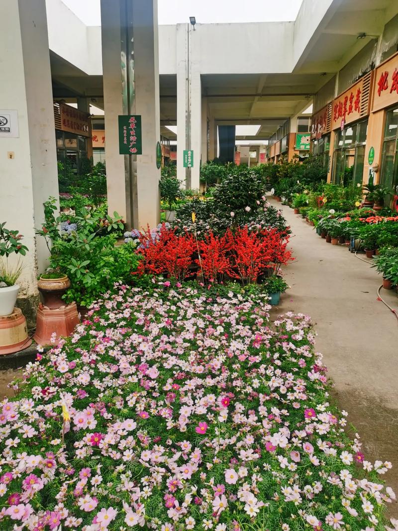 深圳百合花小鎮(zhèn)花艷果香萬花齊放如此嬌!?深圳百合花小鎮(zhèn)花艷